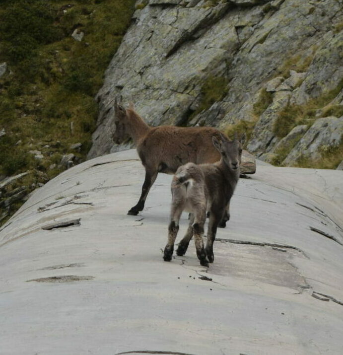 faune vue en rando guidée au Mercantour